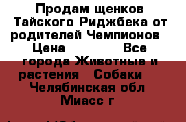 Продам щенков Тайского Риджбека от родителей Чемпионов › Цена ­ 30 000 - Все города Животные и растения » Собаки   . Челябинская обл.,Миасс г.